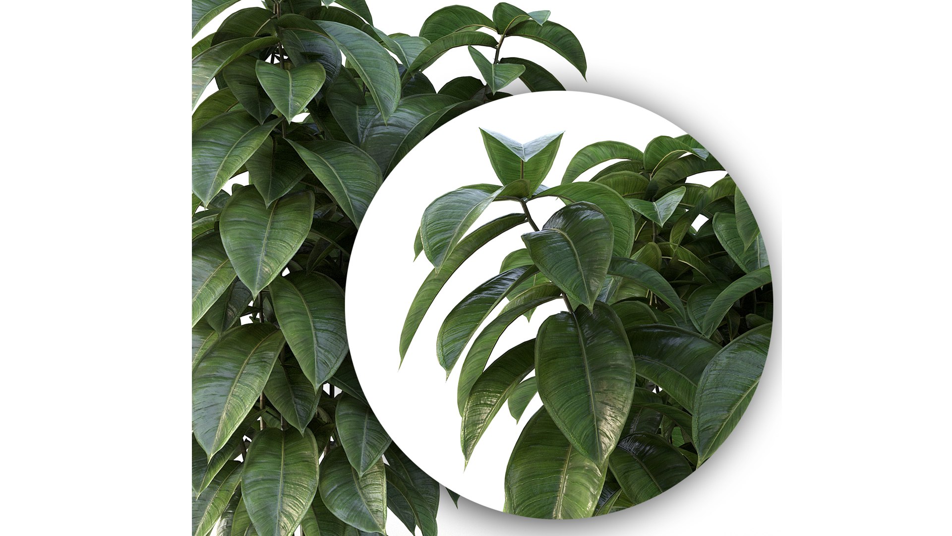 Ficus 01 3D model https://p.turbosquid.com/ts-thumb/Ru/BK8W36/eV/13/jpg/1684965117/1920x1080/fit_q87/191bb7e56d8fe0f4bb80f9d6964a0303da46c64e/13.jpg