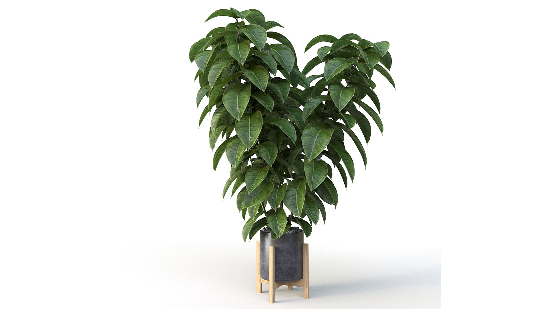 Ficus 01 3D model https://p.turbosquid.com/ts-thumb/Ru/BK8W36/he/11/jpg/1684965114/1920x1080/fit_q87/29d09606671013ccd8213493aeffed6178e0827c/11.jpg