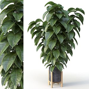 Ficus 01 3D model
