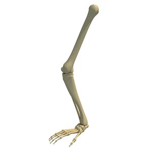 animal skeletal femur 3D