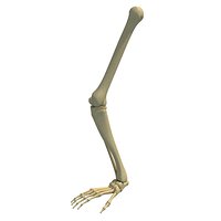 Animal Skeletal Femur