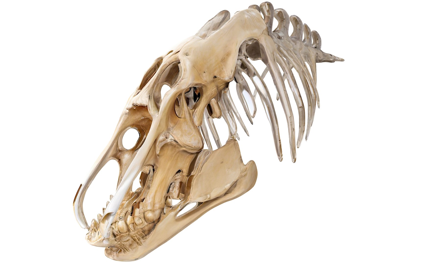 3D Prehistoric dinosaurs bones https://p.turbosquid.com/ts-thumb/Ru/J8hxfo/0q/7/jpg/1730127911/1920x1080/fit_q87/983405610220243677721811d1c0a6dd67d1012a/7.jpg