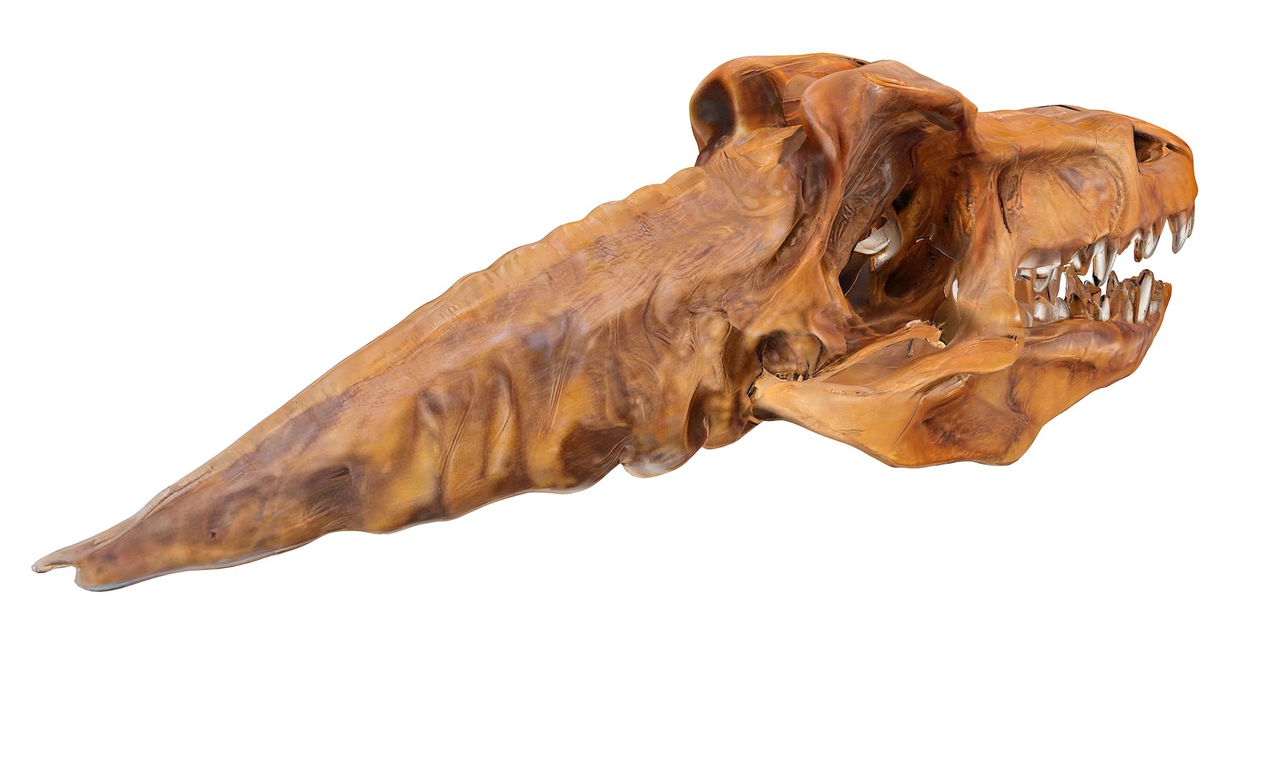 3D Prehistoric dinosaurs bones https://p.turbosquid.com/ts-thumb/Ru/J8hxfo/CJ/12/jpg/1730127923/1920x1080/fit_q87/3e77129b498ff8a57d8eb2fb662a744de4db457d/12.jpg