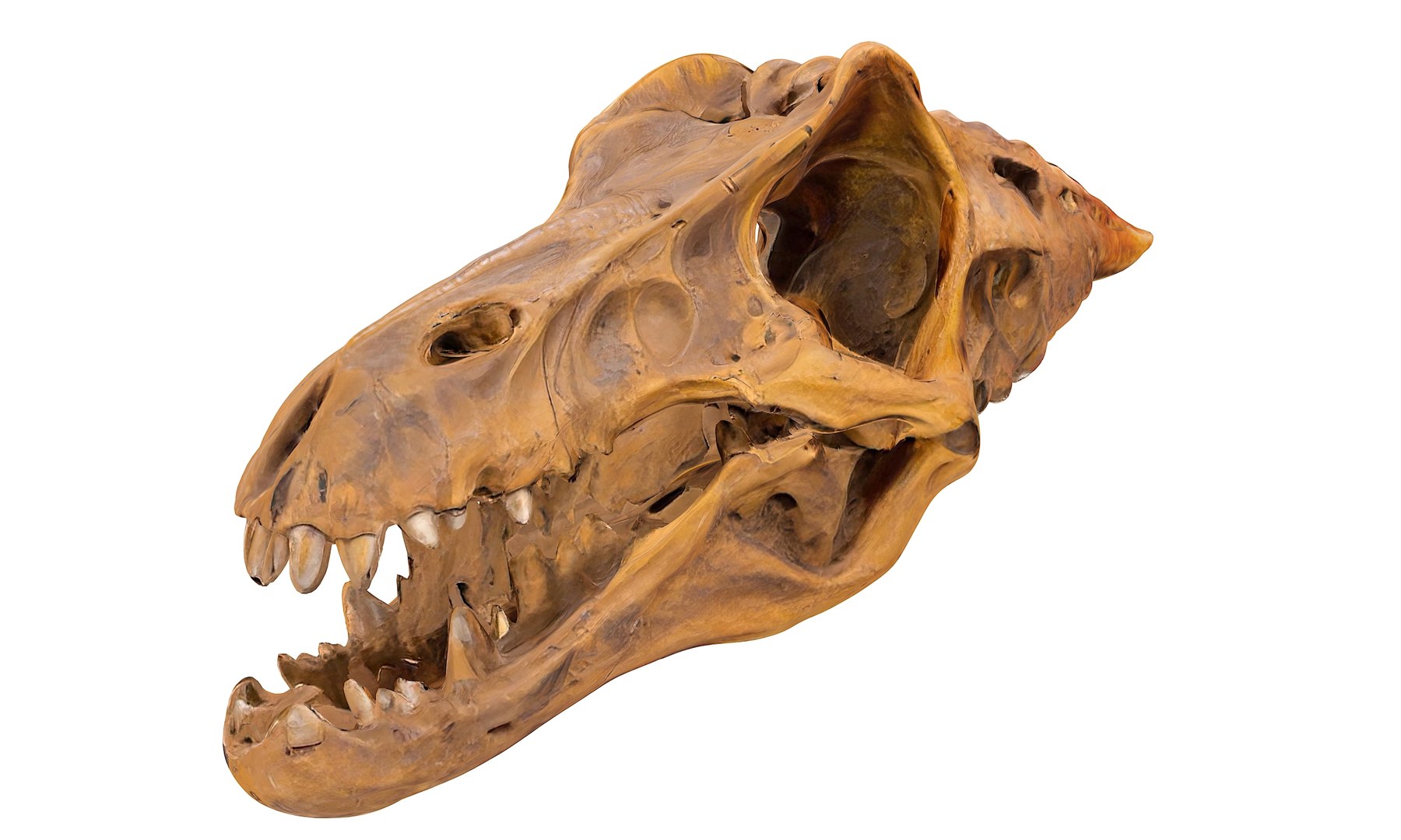 3D Prehistoric dinosaurs bones https://p.turbosquid.com/ts-thumb/Ru/J8hxfo/Ca/9/jpg/1730127916/1920x1080/fit_q87/c8eba46fbb511096fbc04947aa4592de790d13e6/9.jpg