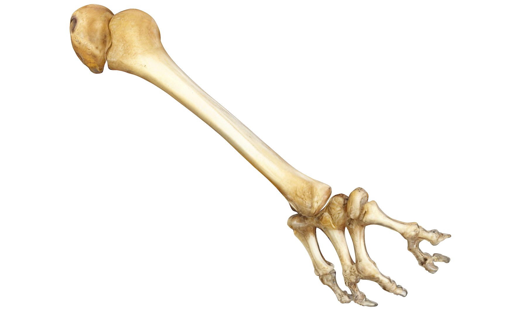 3D Prehistoric dinosaurs bones https://p.turbosquid.com/ts-thumb/Ru/J8hxfo/E5/6/jpg/1730127907/1920x1080/fit_q87/af4f12583c51e3318ea942a77cae96d1d4906e81/6.jpg