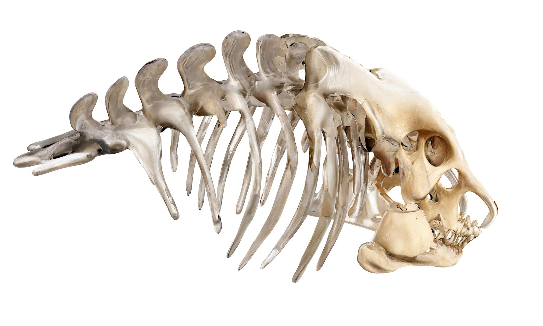 3D Prehistoric dinosaurs bones https://p.turbosquid.com/ts-thumb/Ru/J8hxfo/at/8/jpg/1730127915/1920x1080/fit_q87/dbe4fbde8364026c5ae198a249da797c4fcc43c4/8.jpg