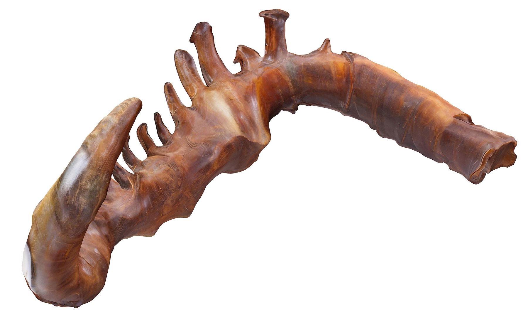 3D Prehistoric dinosaurs bones https://p.turbosquid.com/ts-thumb/Ru/J8hxfo/ll/3/jpg/1730127903/1920x1080/fit_q87/25db7b5828de5a6f2e9bb0602b729f25622fe981/3.jpg