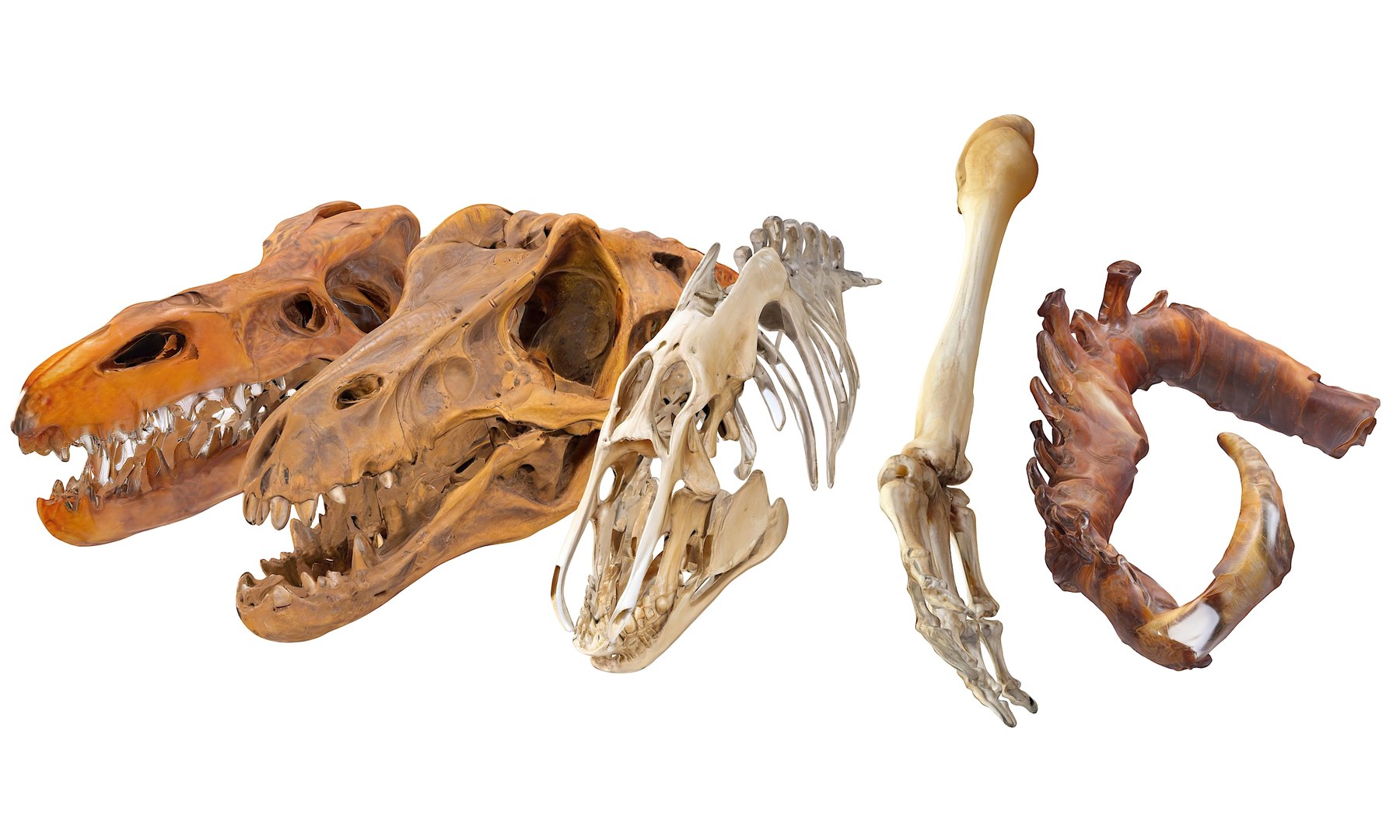 3D Prehistoric dinosaurs bones https://p.turbosquid.com/ts-thumb/Ru/J8hxfo/oy/1/jpg/1730127901/1920x1080/fit_q87/8db91a56536be1ea3d1618c4b5141513097f73dc/1.jpg