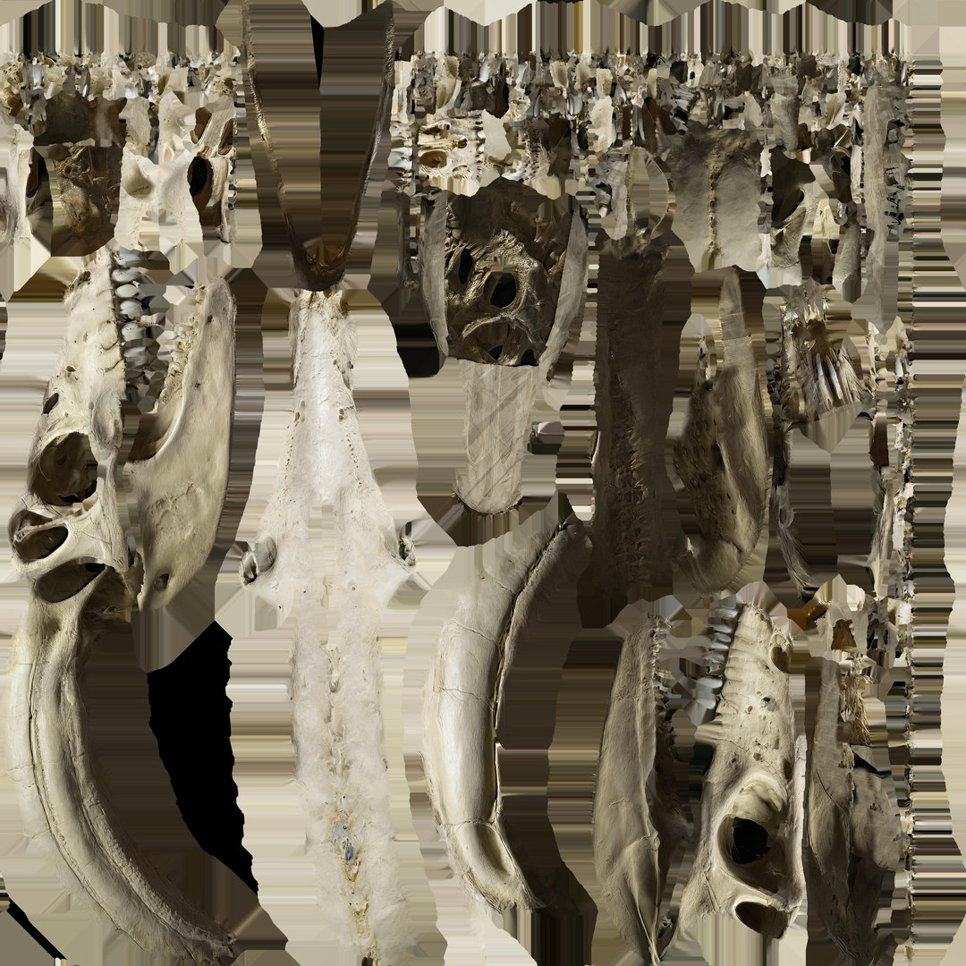 3D Prehistoric dinosaurs bones https://p.turbosquid.com/ts-thumb/Ru/J8hxfo/y1/skull1.1001/jpg/1729624838/1920x1080/fit_q87/28744fd7599e544f63763b6a32ebe8bc37709c7c/skull1.1001.jpg