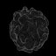 T Lymphocytes