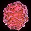 T Lymphocytes