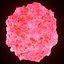 T Lymphocytes