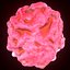 T Lymphocytes