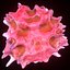 T Lymphocytes