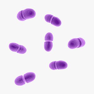 Enterococcus