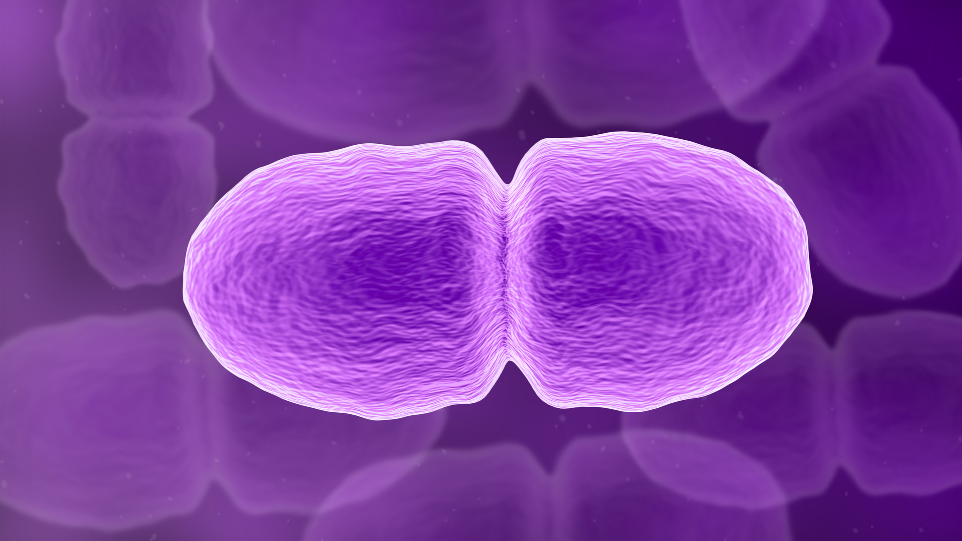 modelo-3d-enterococo-turbosquid-2213928