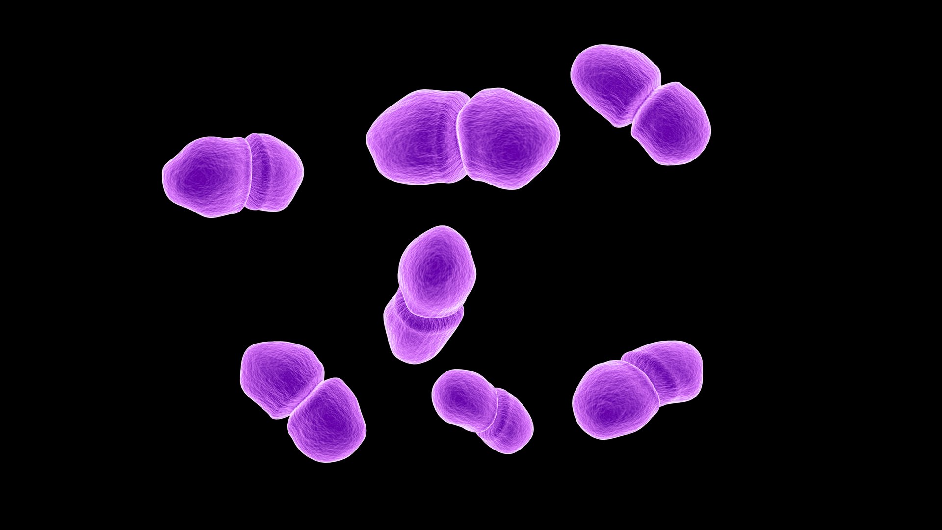 3D Enterococcus https://p.turbosquid.com/ts-thumb/Ru/hjpDyA/iq/3/jpg/1712479725/1920x1080/fit_q87/53bac76be2fce4cf49a6aec860c1ef3f58390781/3.jpg