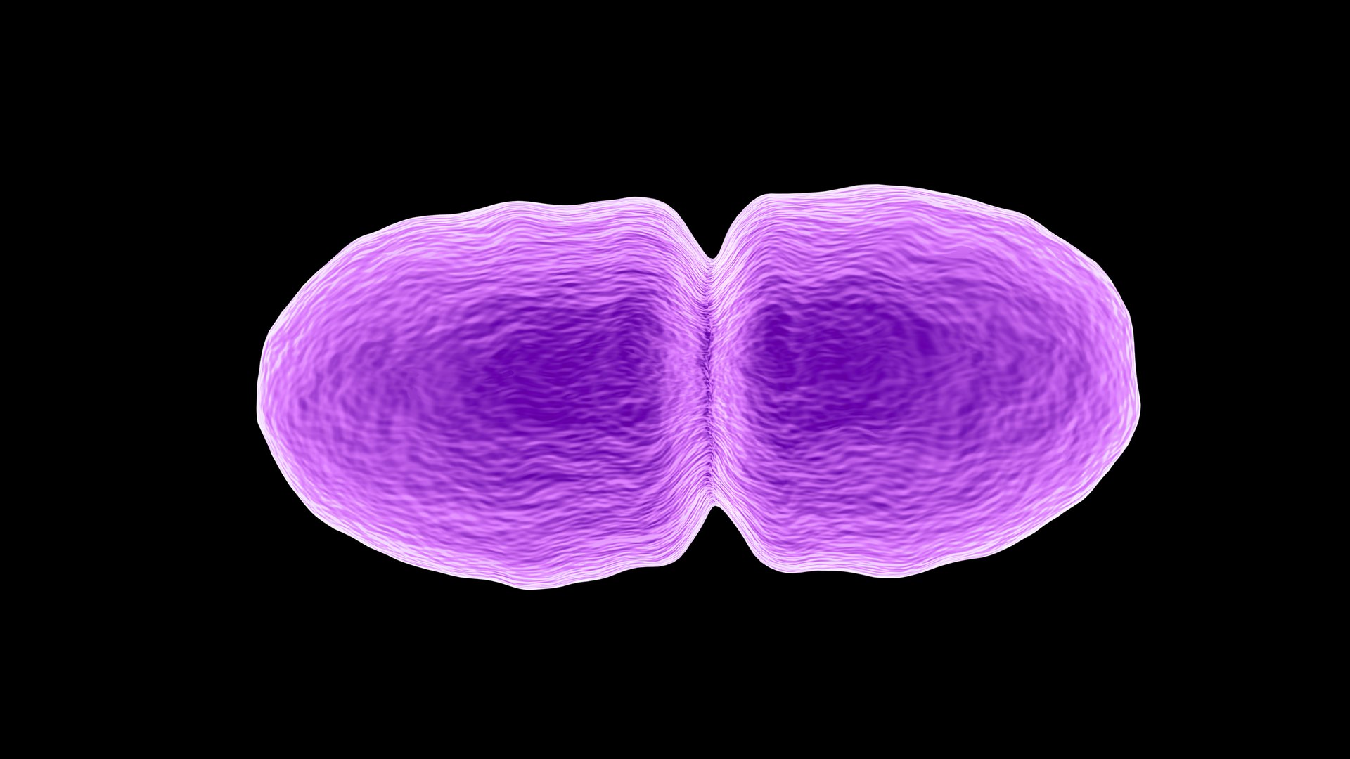 3D Enterococcus https://p.turbosquid.com/ts-thumb/Ru/hjpDyA/sj/4/jpg/1712479727/1920x1080/fit_q87/0ee22dfa2bbc625cebd93300703b05ad70dbb747/4.jpg