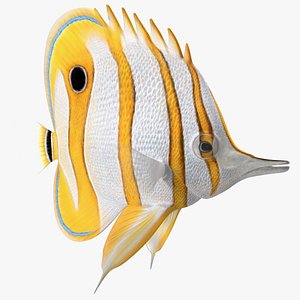 3D Copperband Butterflyfish