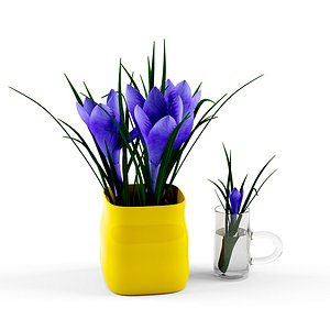 crocus 3d model