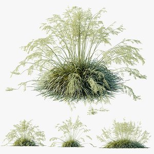 AV Plants Celtica Gigantea Stipa Golden Oats 3D model