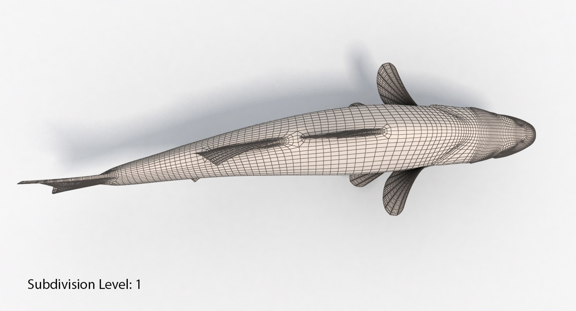 3d model sea bass fish animation