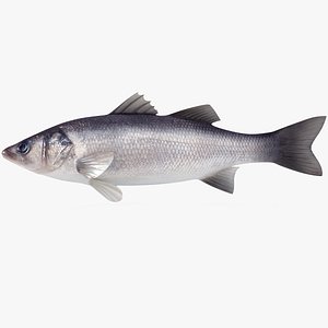 Seabass (Animated)