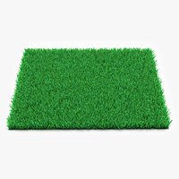 Kentucky Bluegrass Grass