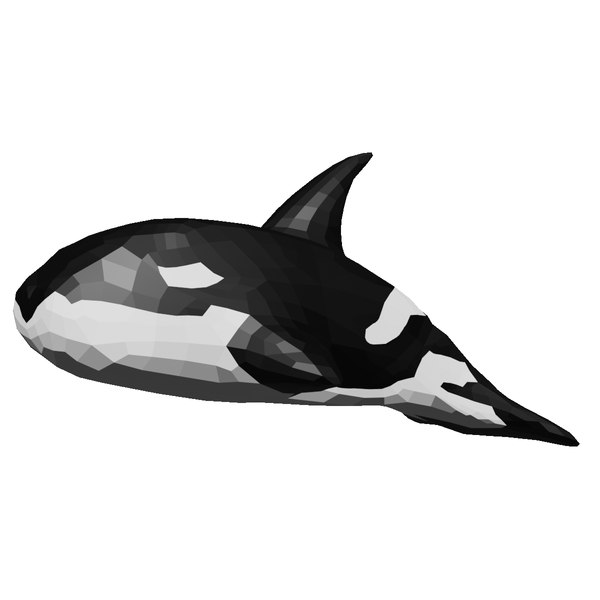 Killer Whale 3D model