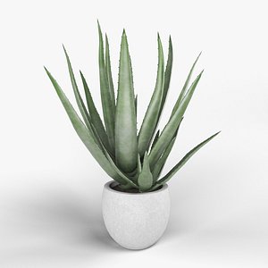 3D aloe vera model