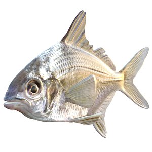 3D model Irish Pompano fish