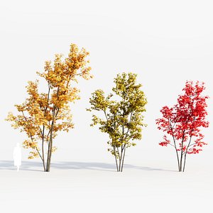 3D model Acer saccharinum c