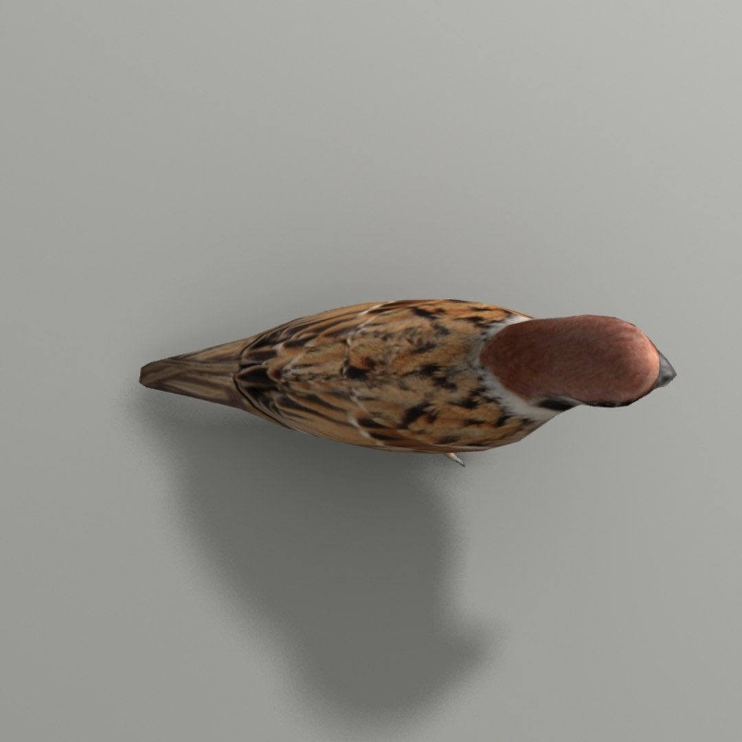 city birds 3ds https://p.turbosquid.com/ts-thumb/Rw/mfBbz6/4nvRsIyd/sp5/jpg/1353419836/1920x1080/fit_q87/b7c39e165cb3f503ffd4c1a6073f94440c67c6e9/sp5.jpg