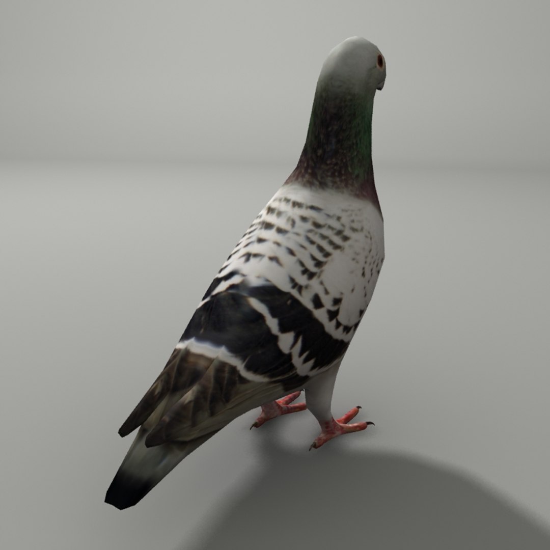 city birds 3ds https://p.turbosquid.com/ts-thumb/Rw/mfBbz6/PaduTd8M/pi4/jpg/1353419835/1920x1080/fit_q87/4eae94faca05495c5c626cf2e9bc23102cd996fe/pi4.jpg