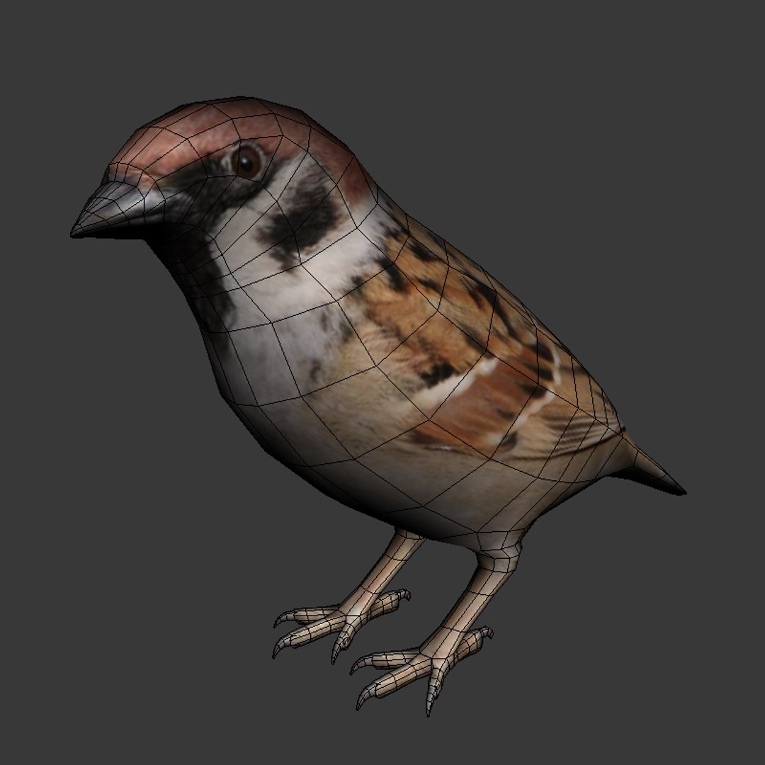 city birds 3ds https://p.turbosquid.com/ts-thumb/Rw/mfBbz6/bX93f9UO/sp6/jpg/1353419836/1920x1080/fit_q87/e679cd7af5b3d5b1c54381f210b146361abe4e76/sp6.jpg