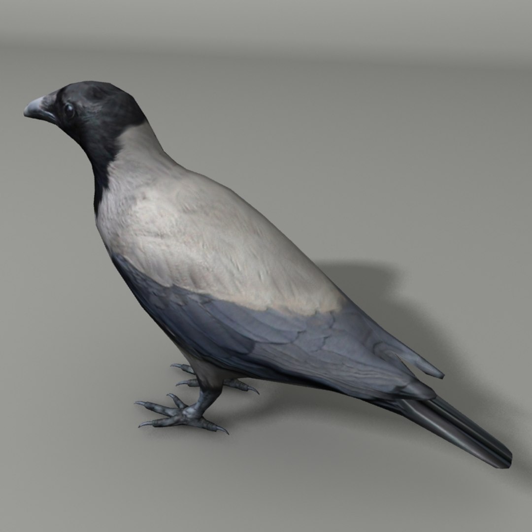 city birds 3ds https://p.turbosquid.com/ts-thumb/Rw/mfBbz6/mvmxNPxX/crow2/jpg/1353419835/1920x1080/fit_q87/913f2966e3b48655becbbd8bf5182182151f4fba/crow2.jpg
