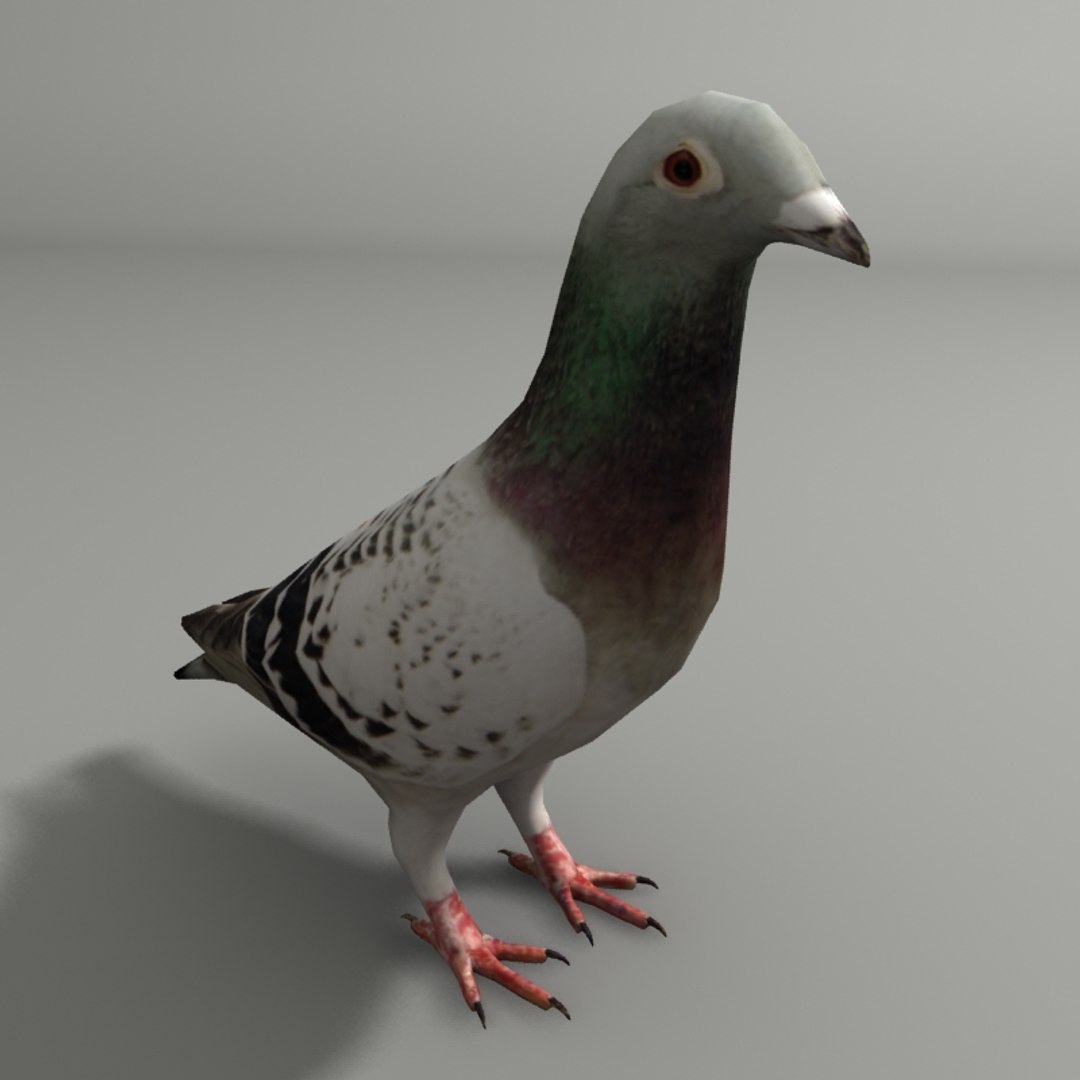 city birds 3ds https://p.turbosquid.com/ts-thumb/Rw/mfBbz6/ptCE1sZG/pi1/jpg/1353419835/1920x1080/fit_q87/64cd9b3b504ad480837784c04bf9b6159b5dd2ee/pi1.jpg