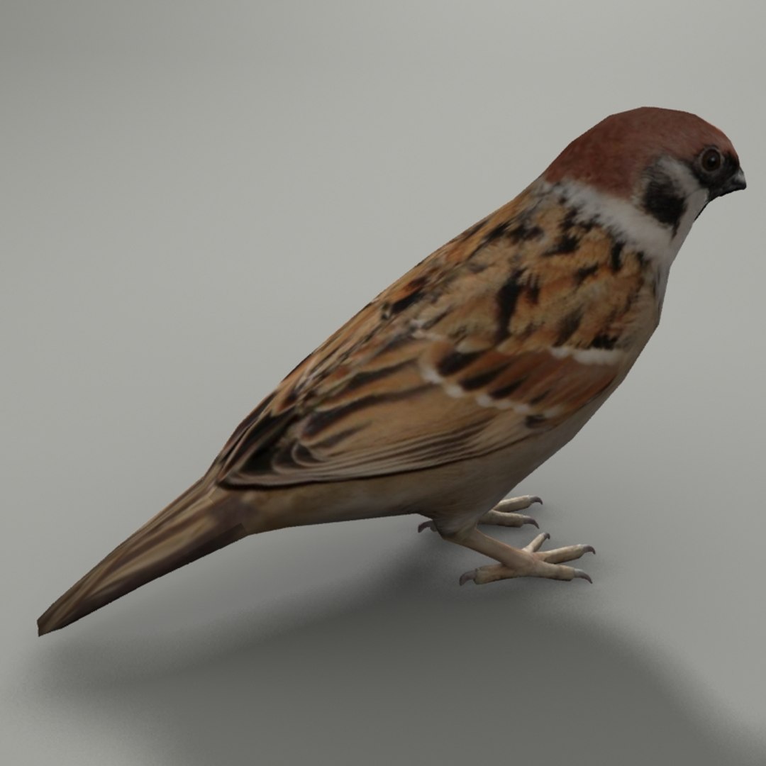 city birds 3ds https://p.turbosquid.com/ts-thumb/Rw/mfBbz6/ttHg6NyC/sp3/jpg/1353419835/1920x1080/fit_q87/135be627a1ced6eeff23354444c85a33f4bfbd2a/sp3.jpg