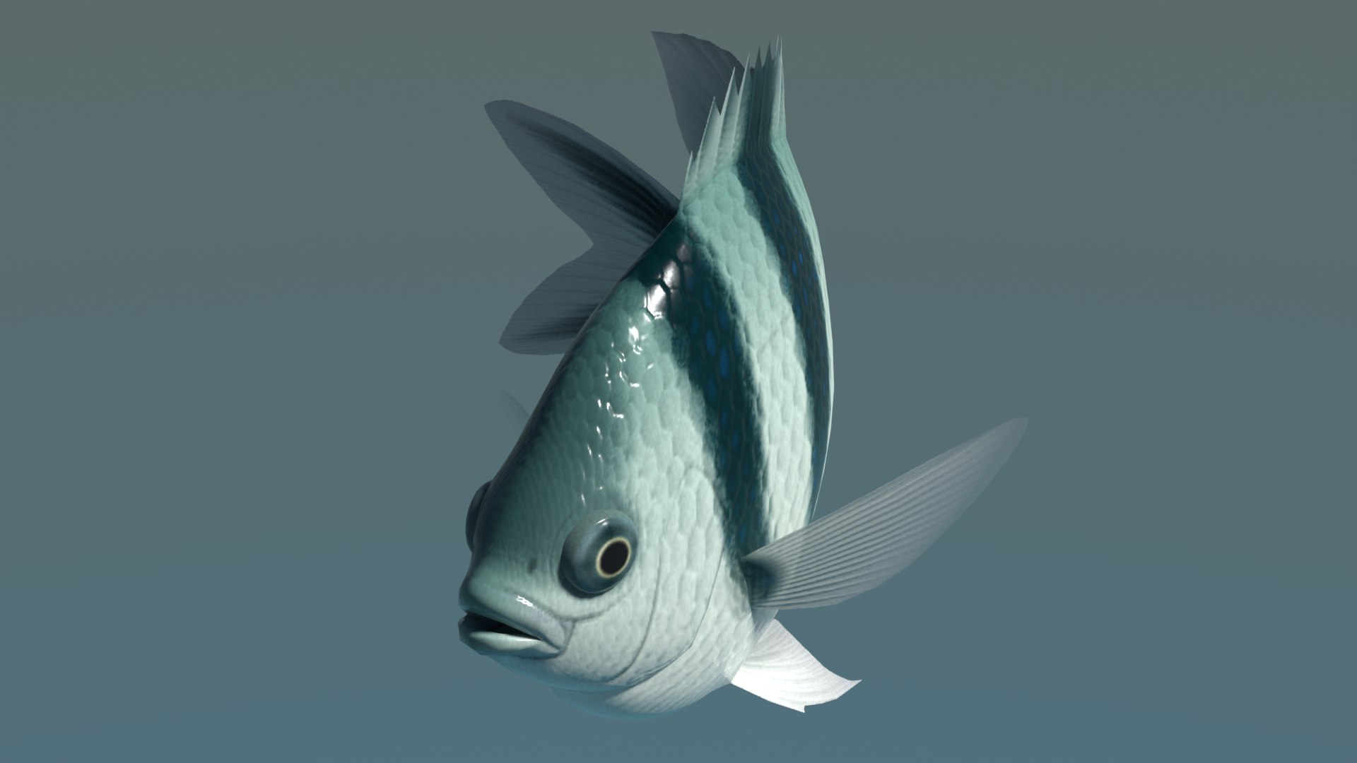 Scissortail Sergeant 3d 3ds