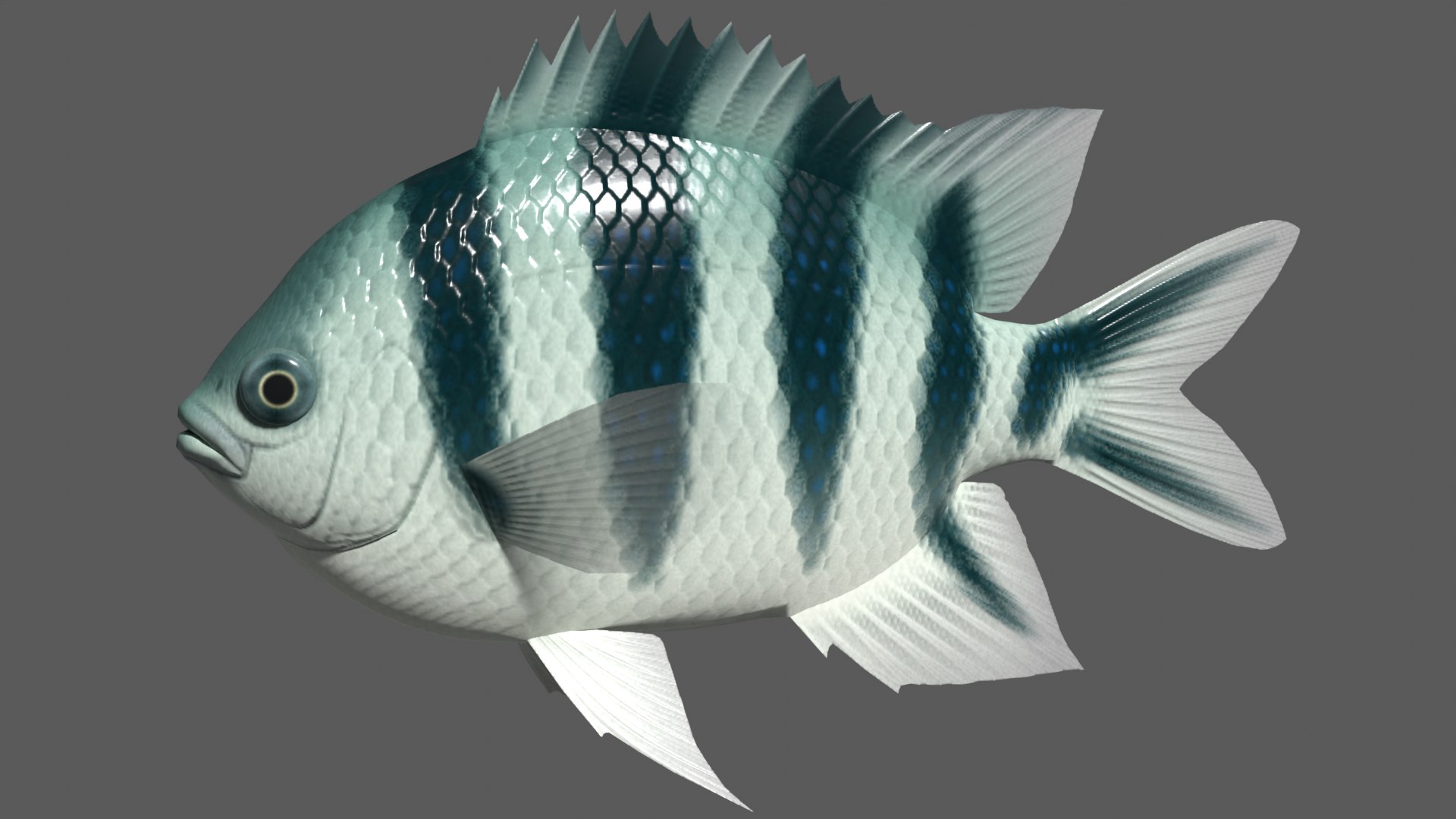 Scissortail Sergeant 3d 3ds