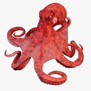 Giant Pacific Octopus