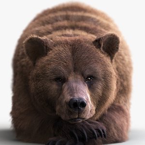 3D BEAR XGEN-CORE model