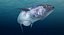 tuna fish animation 3D