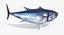 tuna fish animation 3D