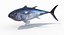 tuna fish animation 3D