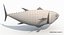 tuna fish animation 3D