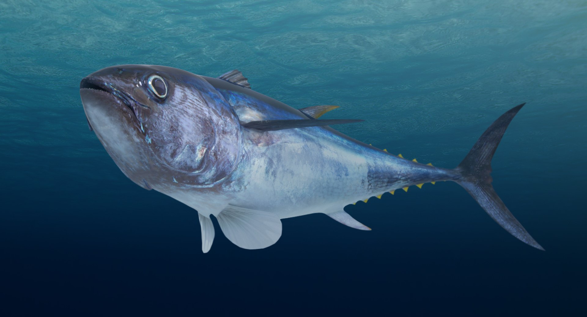 tuna fish animation 3D https://p.turbosquid.com/ts-thumb/Rx/Am3ugE/dtZBnn9k/tuna9/jpg/1516116995/1920x1080/fit_q87/523efd7fb756eaa332057022f14e393360fdaf80/tuna9.jpg