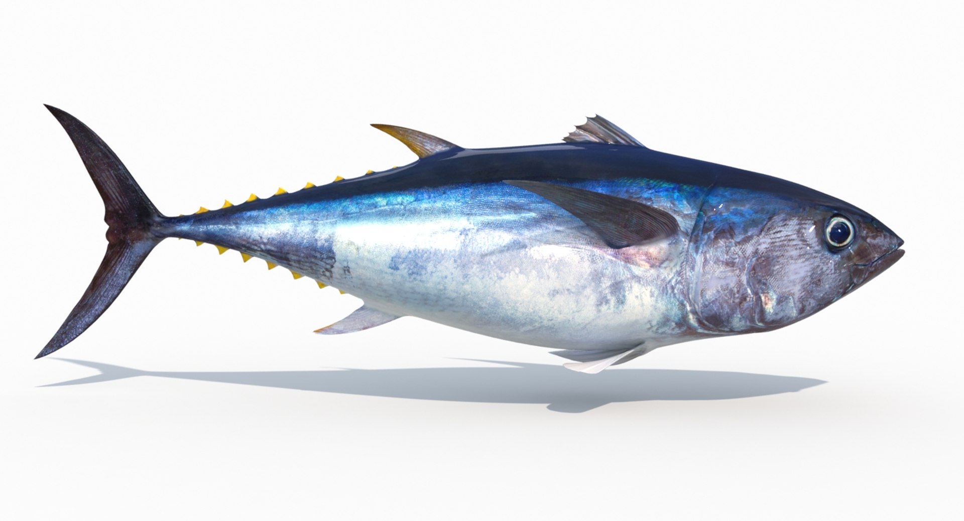 tuna fish animation 3D https://p.turbosquid.com/ts-thumb/Rx/Am3ugE/evZ6RxAU/02/jpg/1516116994/1920x1080/fit_q87/ef25d3b83ea2a4472bd208643b84c2b558f6274d/02.jpg