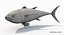tuna fish animation 3D