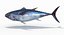 tuna fish animation 3D